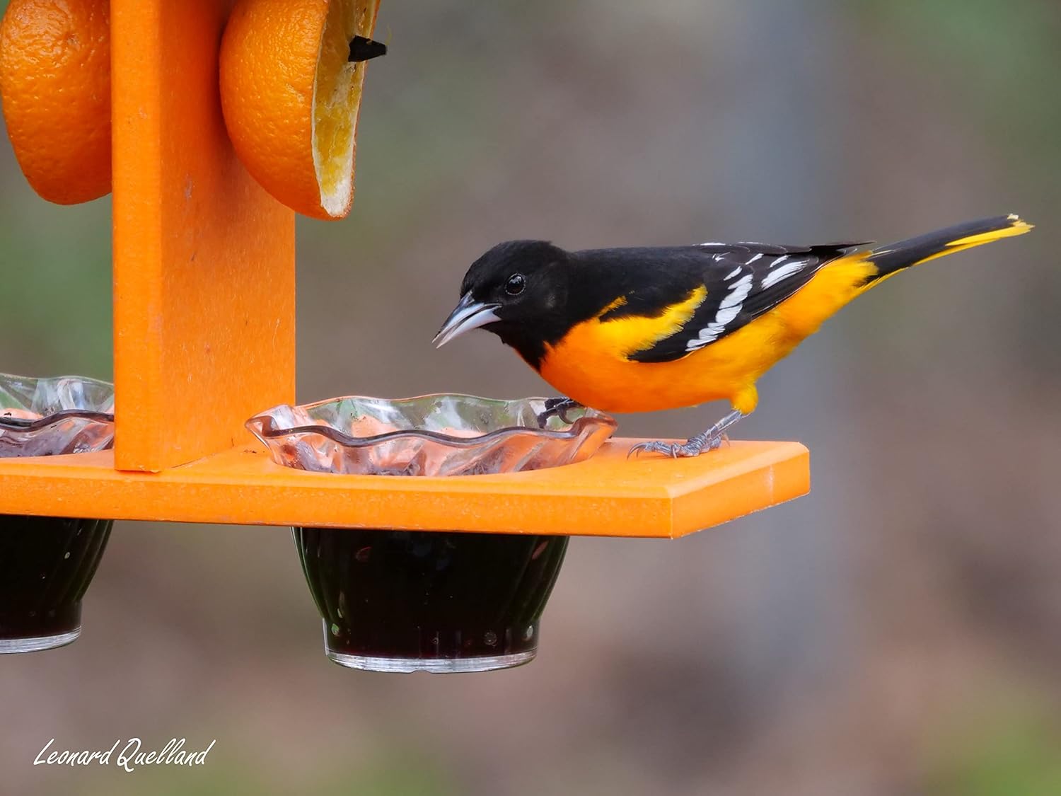 AmishToyBox.com Oriole Bird Feeder - Deluxe Triple Deck Jelly-Cup Oriole Feeder with Orange Holder Pegs - Made in The USA with Poly Lumber (Cedar and Orange)
