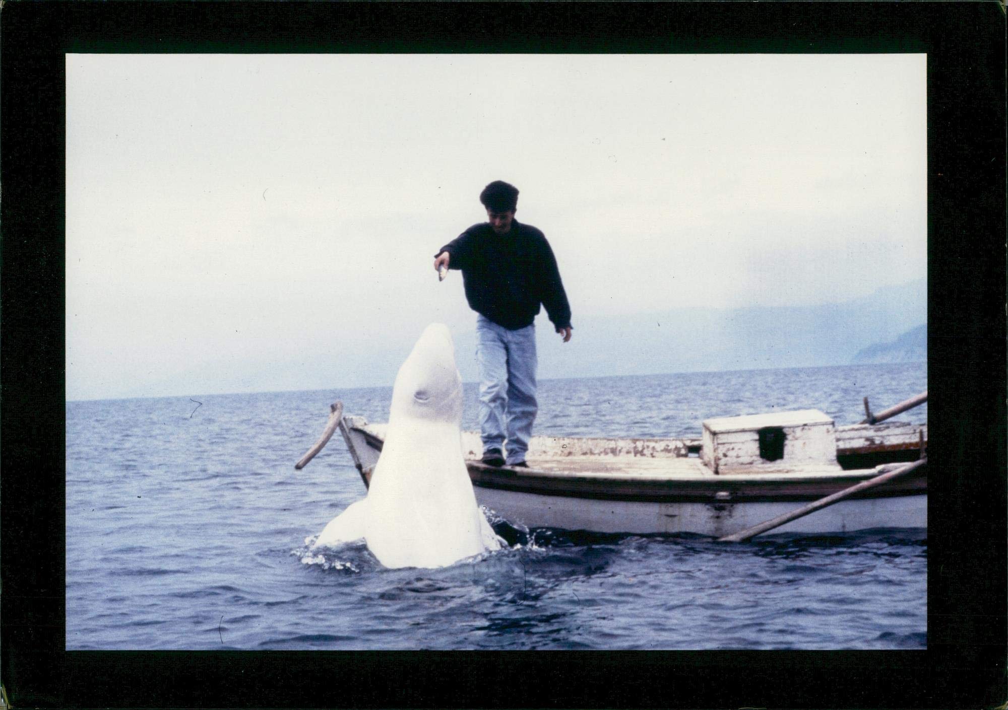 Vintage photo of man fed a whale