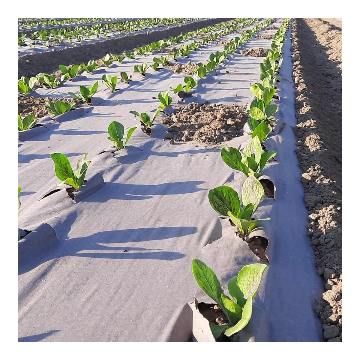Tela di pacciamatura Kraft 0,9 x 20 m 115 g/m² – Rotolo anti erba, mantenimento dell'umidità suolo, giardino orto coltivazione all'aperto