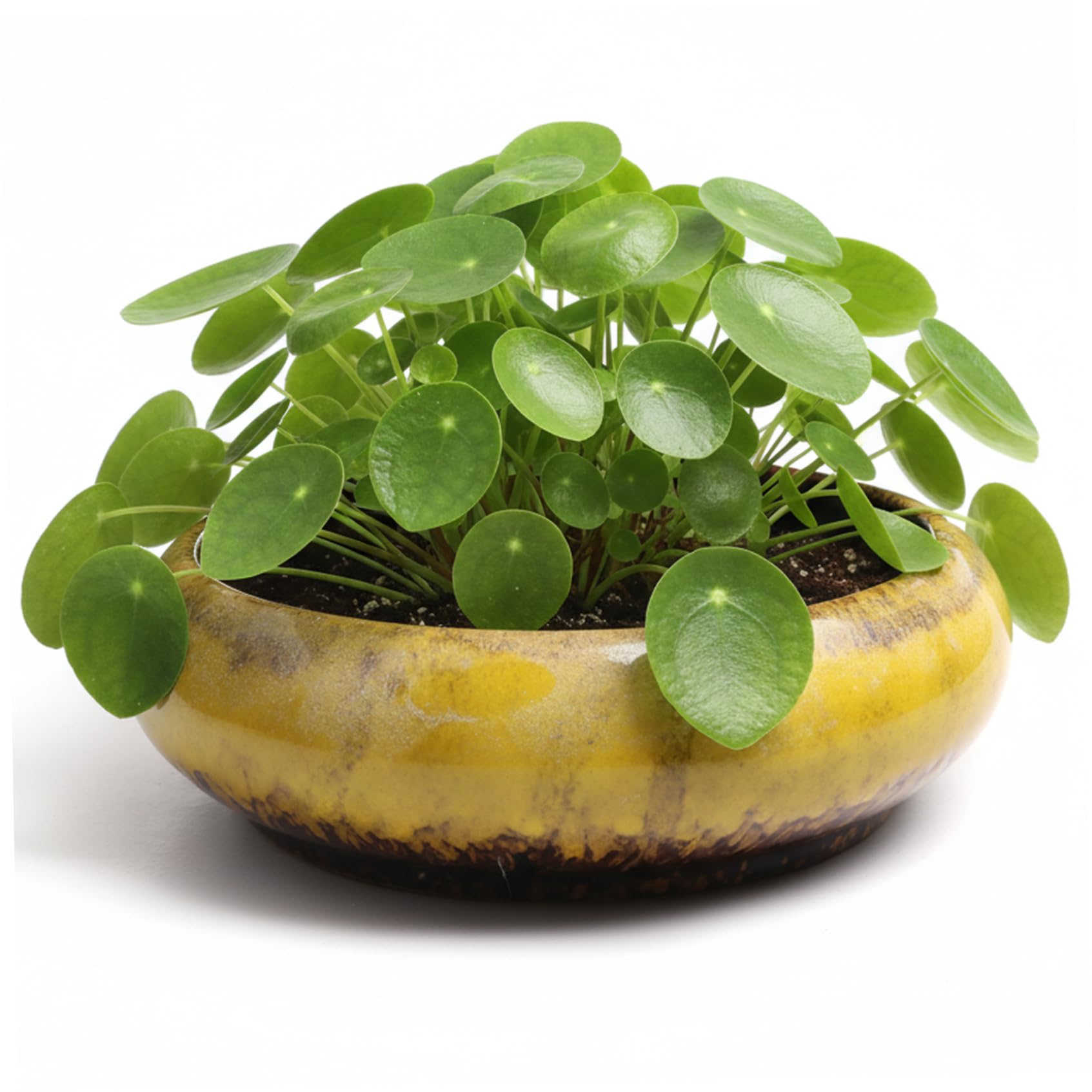 Wilafury Ceramic Lotus Planter, Large Glazed Bonsai Bowl for Succulents, Lotus & Indoor Plants, Wide Shallow Flower Pot, Yellow