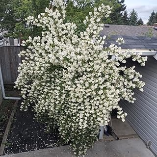 White Mock Orange Tree Live Plant Bush Climbing, Fragrant Philadelphus in Gallon Pot, 9 to 17 Inc Tall