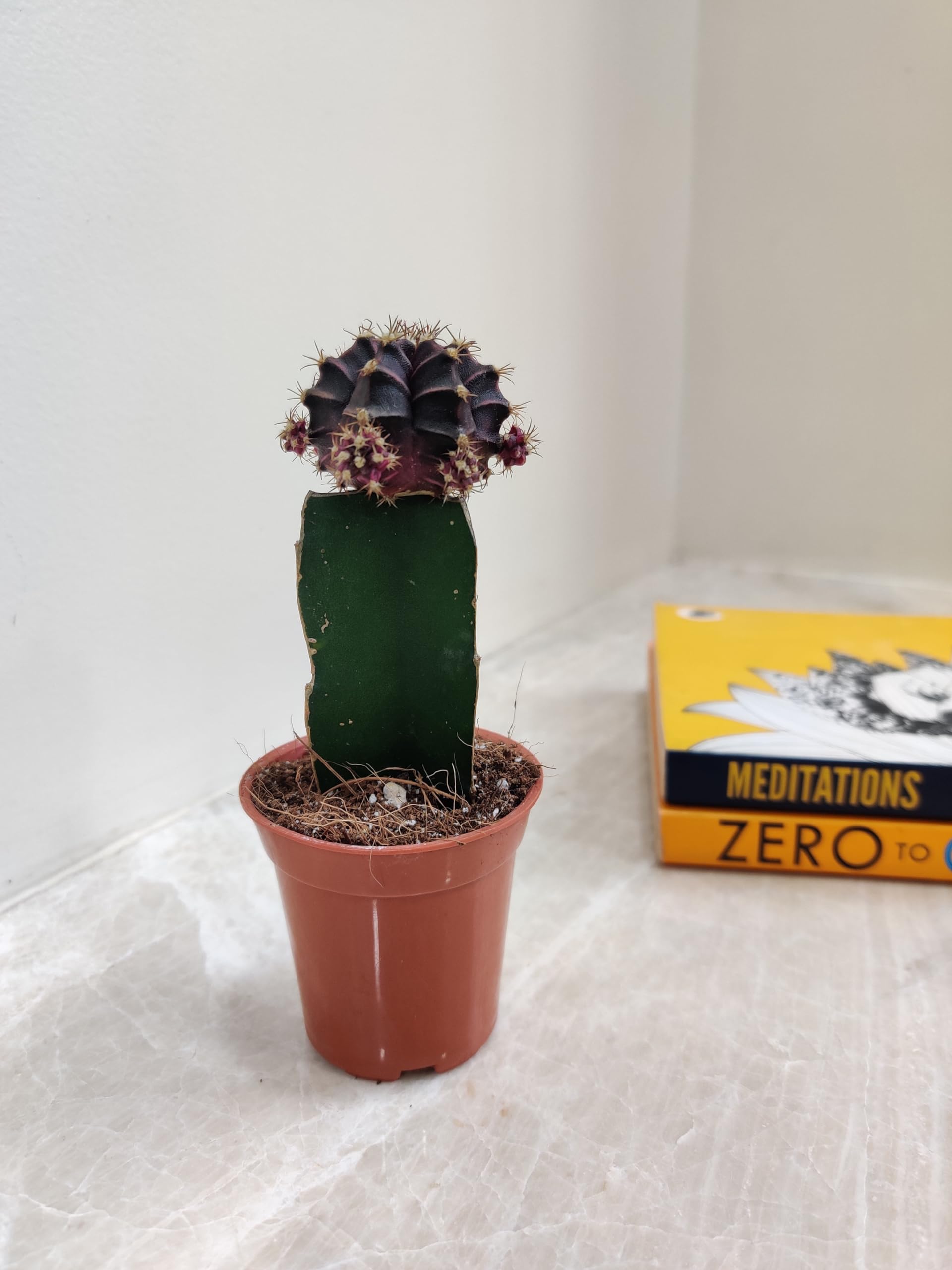 Moon Cactus Plants - 4 Colorful Air Purifiers -7 Moon Cactus Plants - 4 Colorful Air Purifiers -7