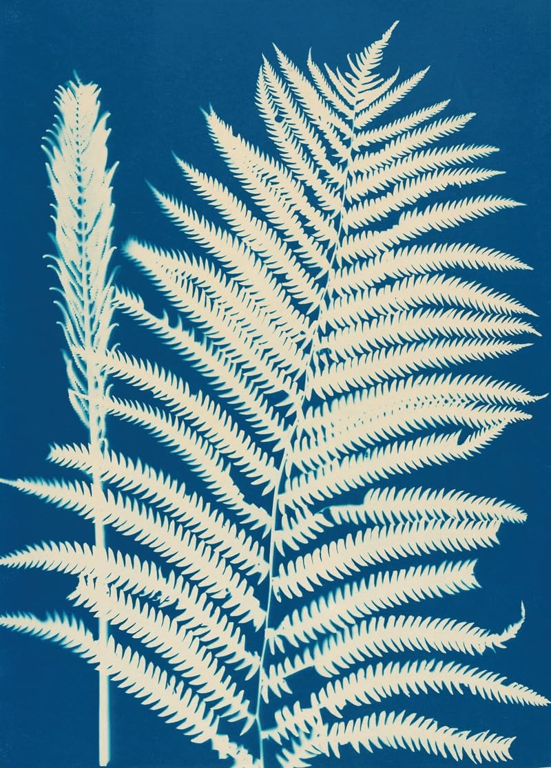 Paprocie Huntington Long Island Pl.23 (1890-1900) Plakat Druk: Ella J. C. Hurd (24 x 36)