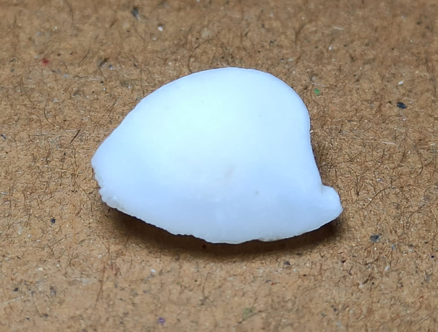 Aldomin� Natural Machhmani Fish Pearl White Stone for Prosperity Success Healing Crystal Stone (One Single Stone)