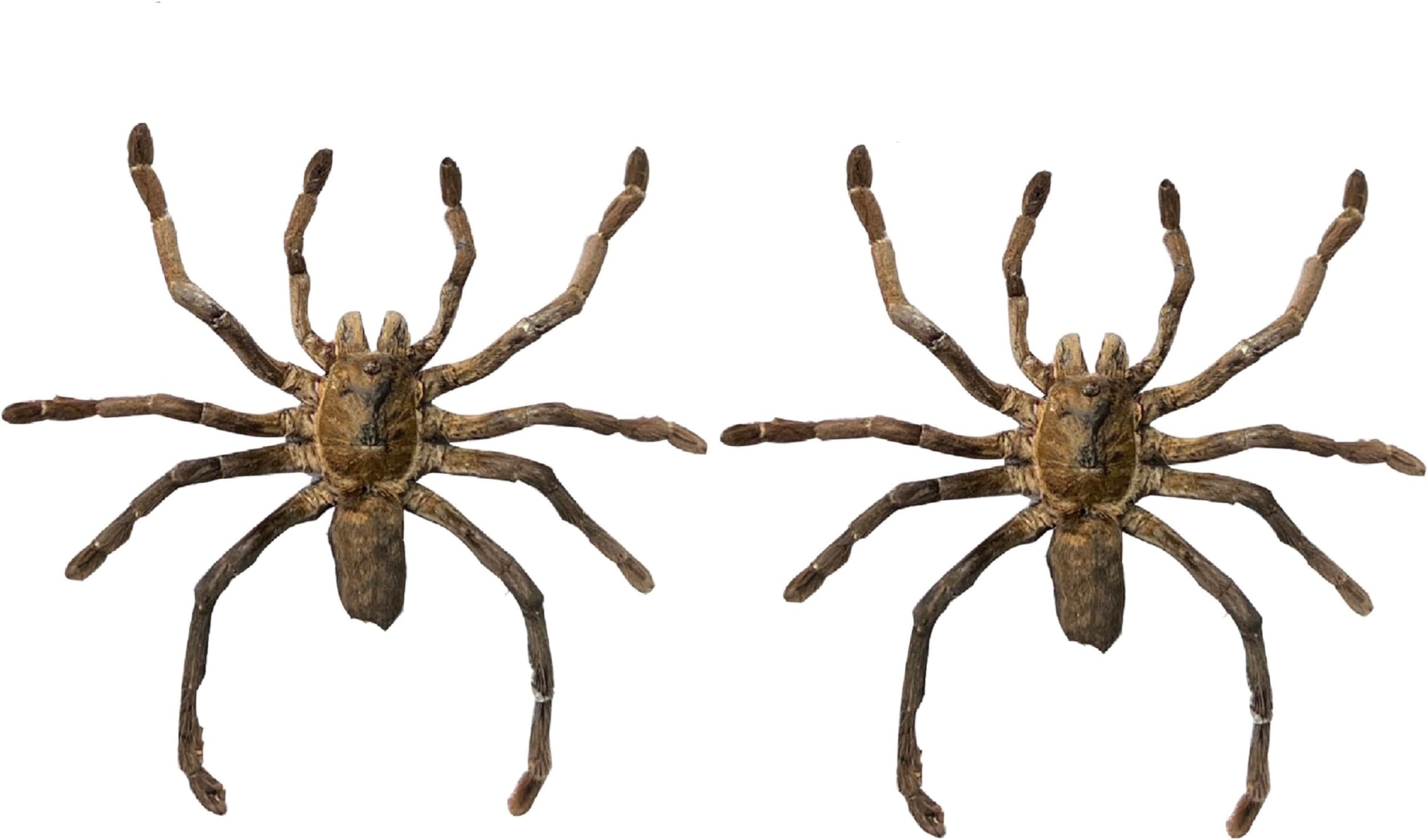 2 Real Spider Specimen Collection Bugs Mounted Dead Animal Preserved Entomology Taxidermy Oddity Scientific Lover Insect Office Desk Art Artwork Display UM-18