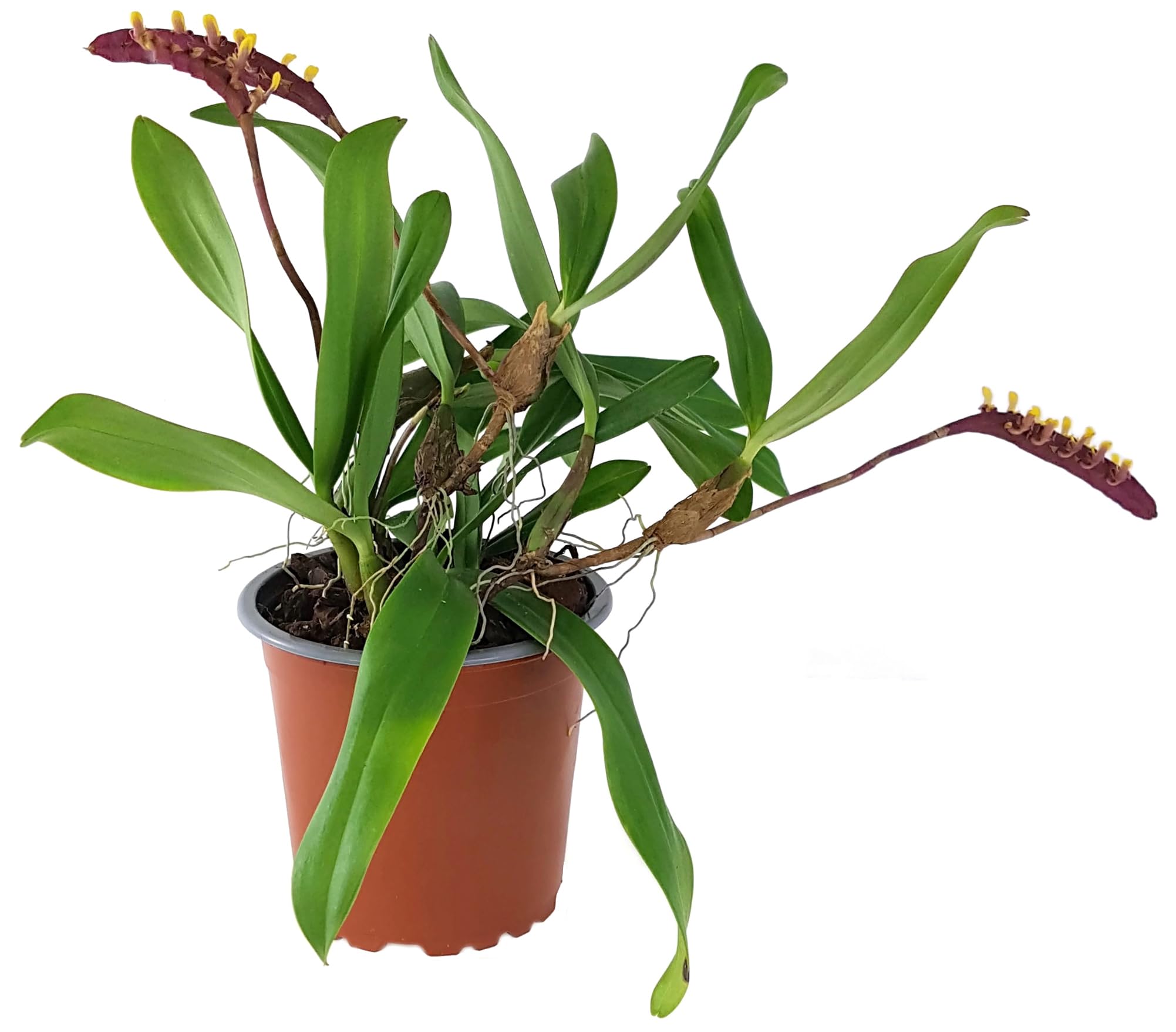 Bulbophyllum falcatum im Ø 9 cm Topf – exotische Orchidee mit außergewöhnlichem Blütenstand – pflegeleichte Zimmerpflanze für Fensterbank & Terrarium
