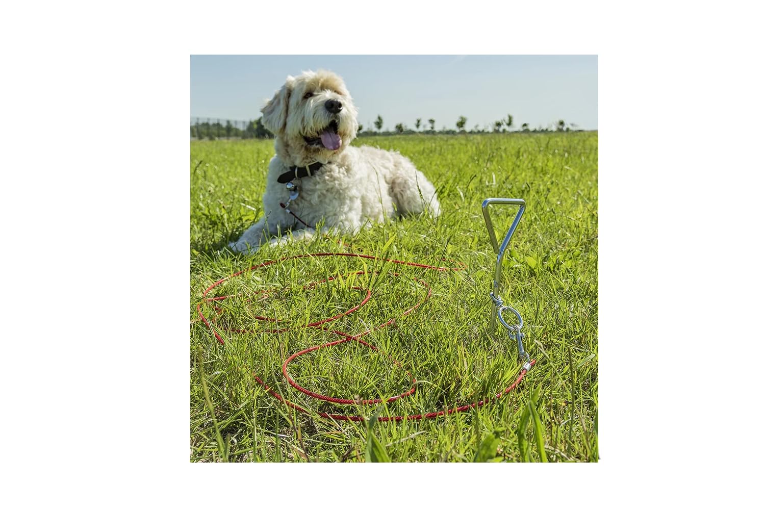 Piquet d'amarrage au sol en spirale avec laisse pour chien de 4 m