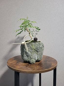 蝦夷松盆栽 五葉松盆栽 真柏盆栽 懸崖 真柏 黒松 赤松 五葉松 Amazon.co.jp: 盆栽 ミニ盆栽 五葉松盆栽 真柏 黒松 赤松 五葉松