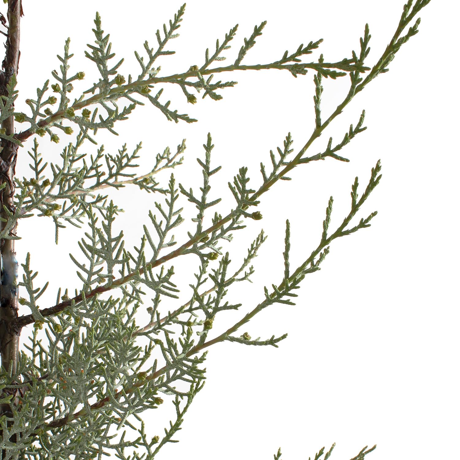 KENTIS - Cupressus Arizonica Fastigiata Glauca - Cyprys niebieski - Prawdziwy wieczny żywopłot zewnętrzny - Ogród - wys. 125/150 cm Ø 24 cm
