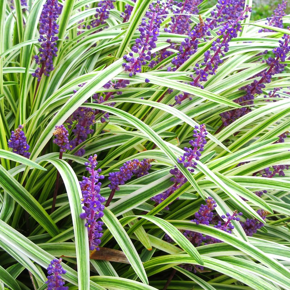 【まらぎ】竹間園芸さんクレマチス夕顔・白菫 sddefault.jpg