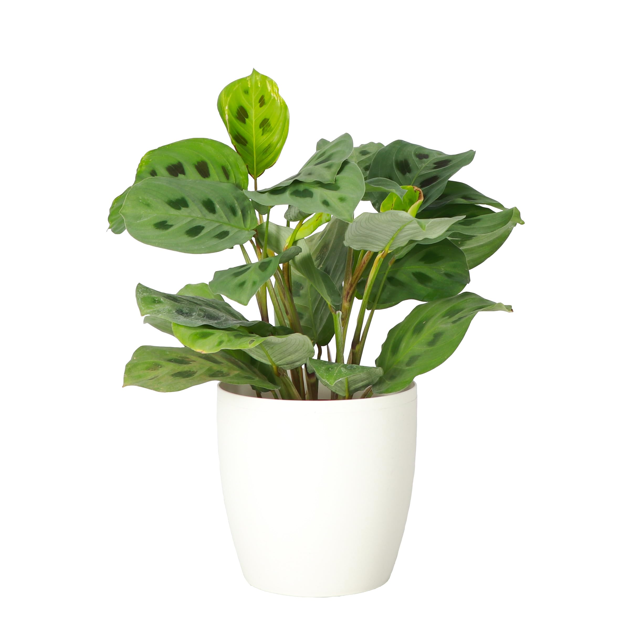 Thorsen's Greenhouse Green Prayer Plant