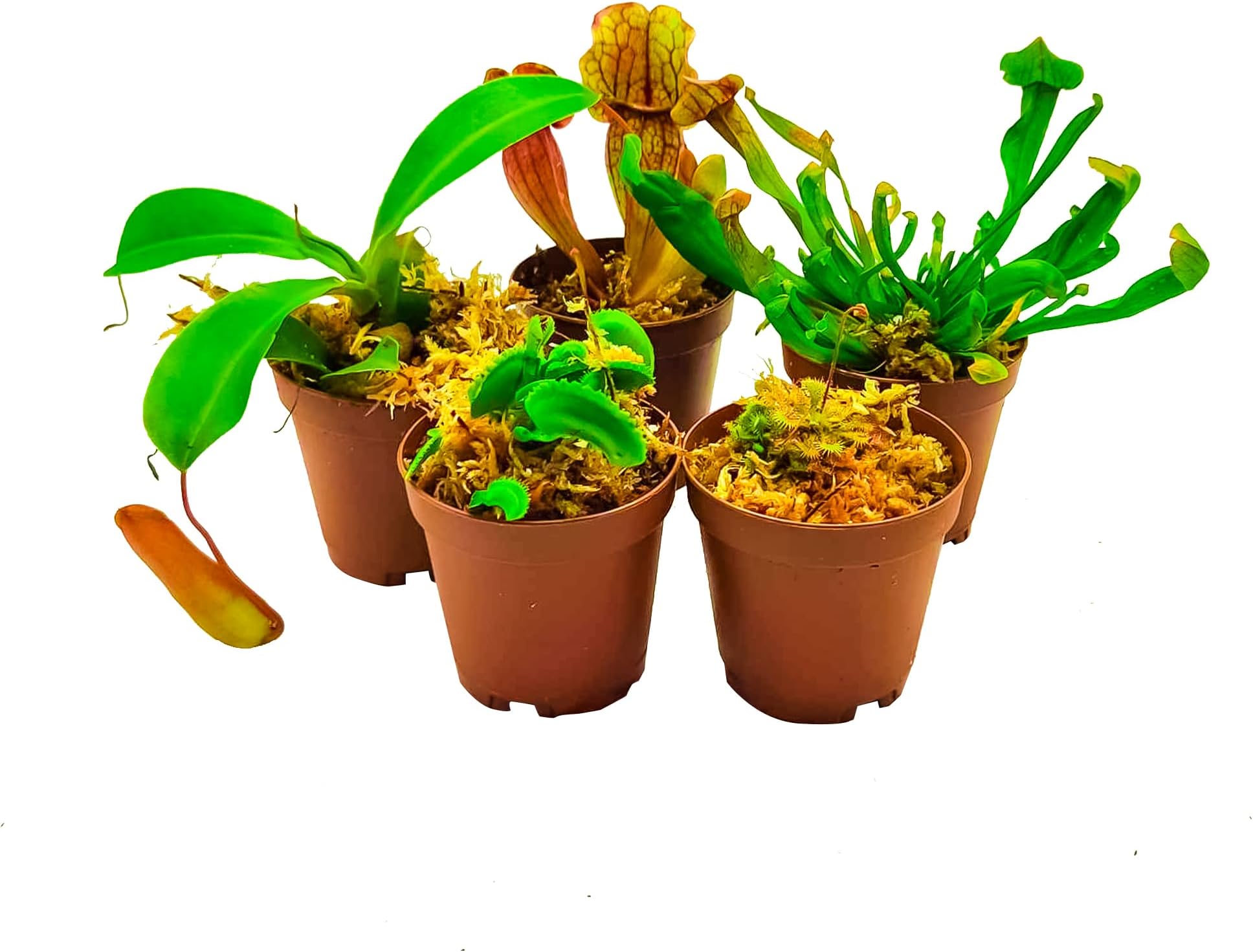 2" Live Carnivorous Plants Variety 5 Pack - Carnivorous Starter Pack - Sundew, Sarracenia, Flytrap Small Plants