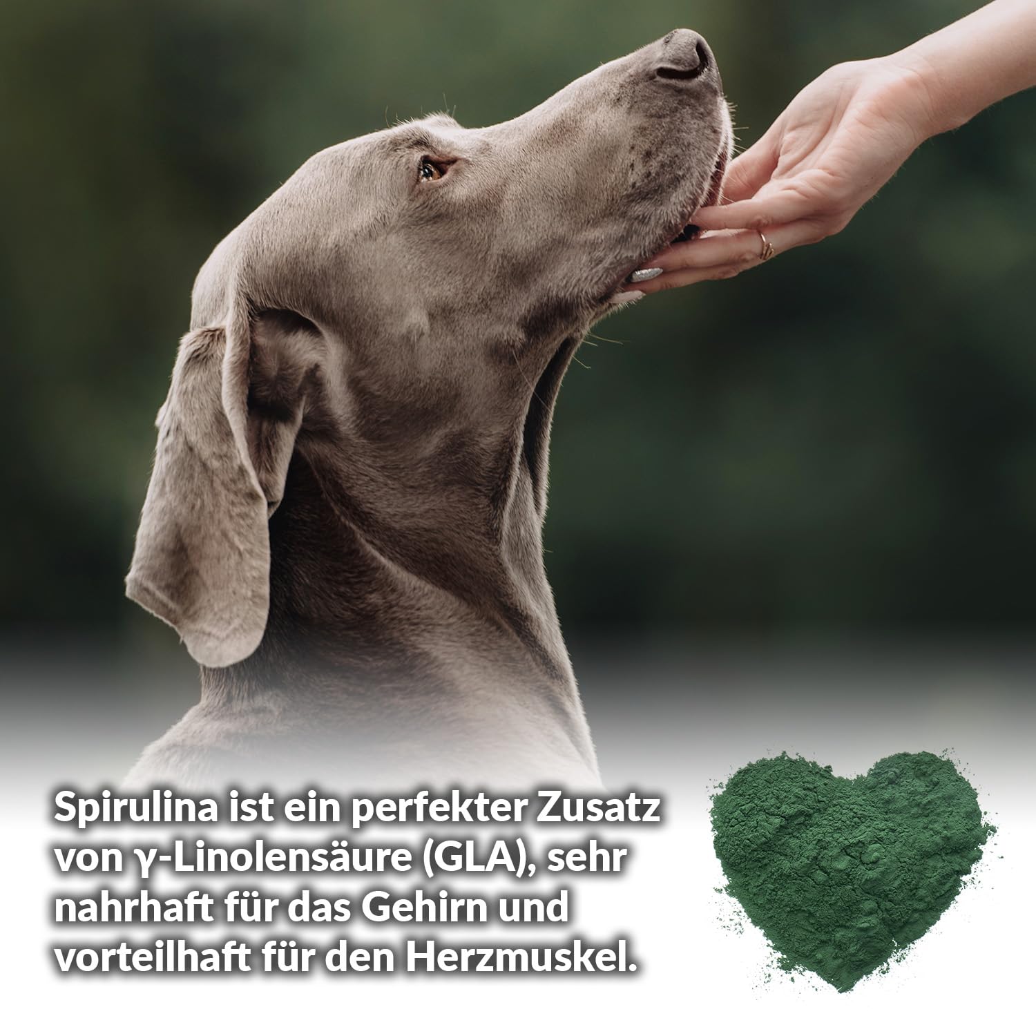 BARFeed Espirulina | Fuente de proteína y vitamina B12 | Barf para gatos y perros | Alimentación cruda | 200 g