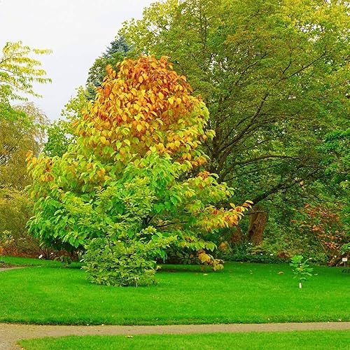 Outsidepride Fescua dura fina, de bajo crecimiento, tolerante a la sequía, tolerante a la sombra, césped, semillas de césped - 25 libras