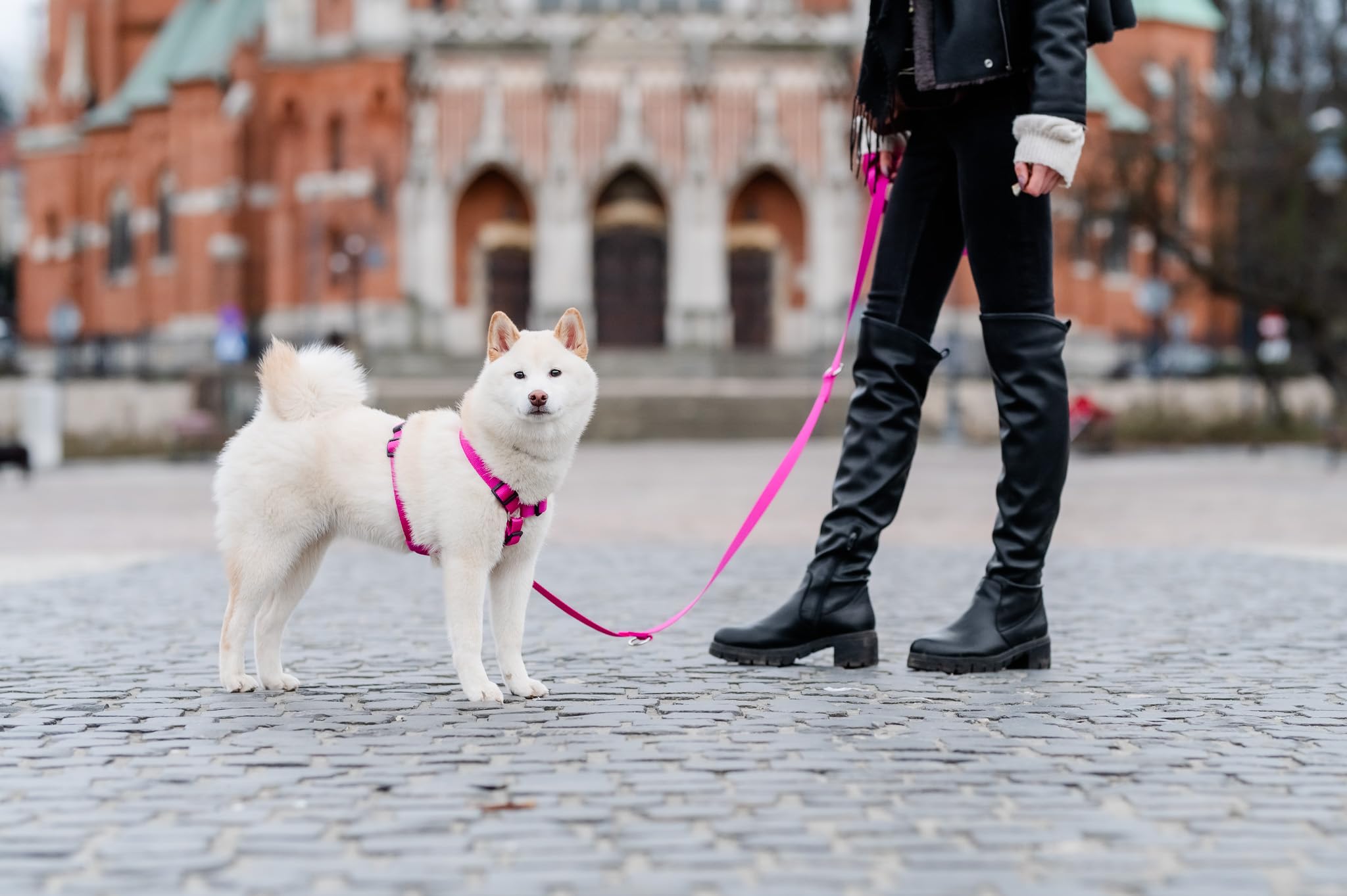 Chaba Guard Harnais pour Petit Chien, Anti Traction, Réglable en 5 Points, Empêchant la Traction et l'étouffement, Confortable et léger, Harnais de Poitrine Classique, Harnet Chien, Taille M, Fusion