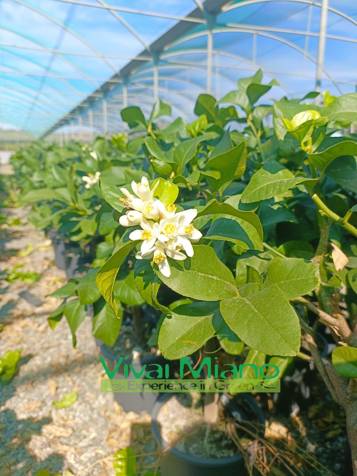Pianta di Limone Zagara Bianca (vaso - 20) - Immagine reale