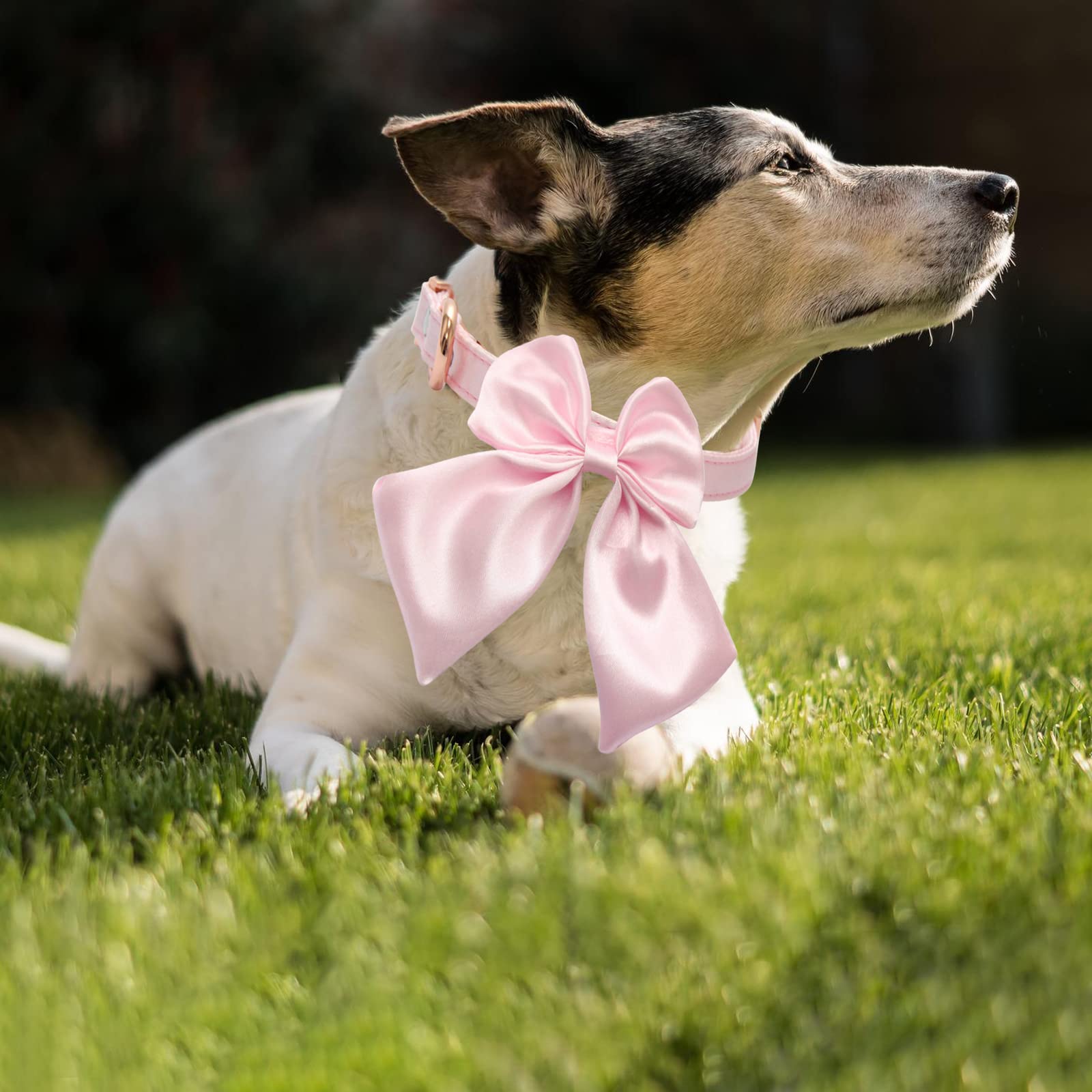 Hundehalsband Mit Schleife Aus Seide – Rosa, Goldene Schnalle, Verstellbar Für Kleine & Mittelgroße Hunde