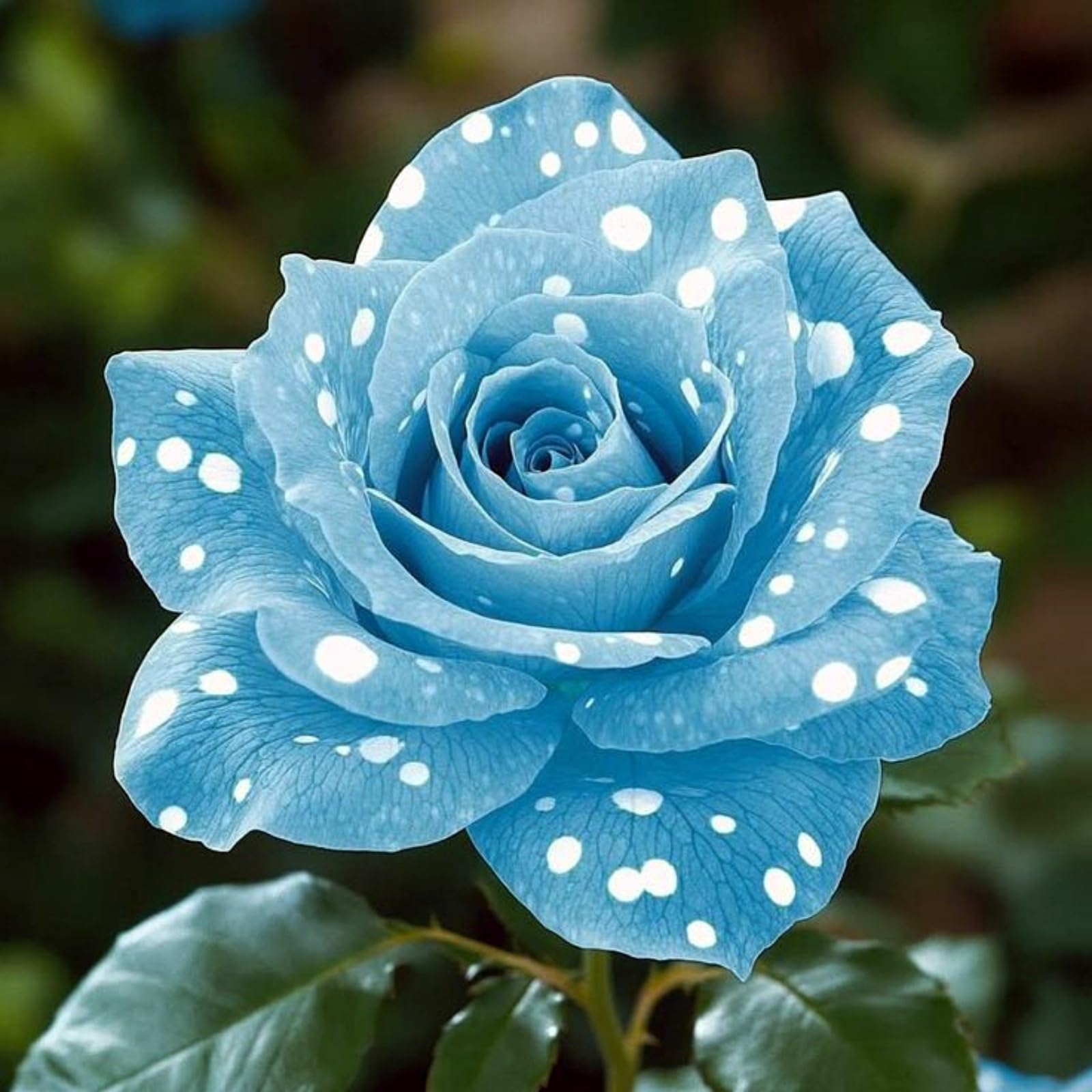 Rose Rhizome Flowers, Hardy Perennial, Garden Decoration, No Watering Required, Professional Planting, Suitable for Spring and Autumn-1 Rhizome-C