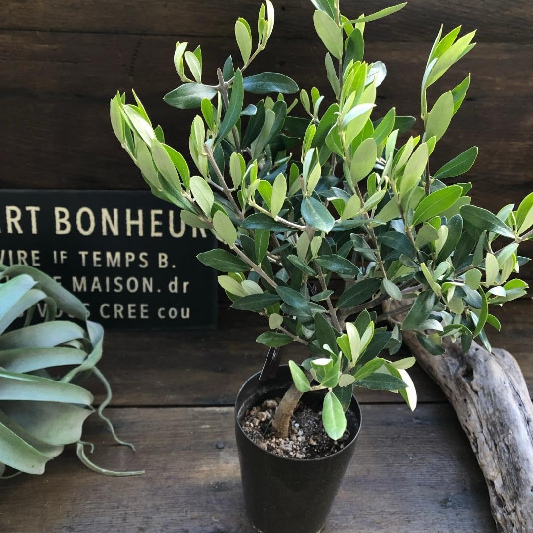 オリーブの木　souju トピアリー　　スタンド仕立て オリーブの木 souju トピアリー スタンド仕立て オリーブの木 souju