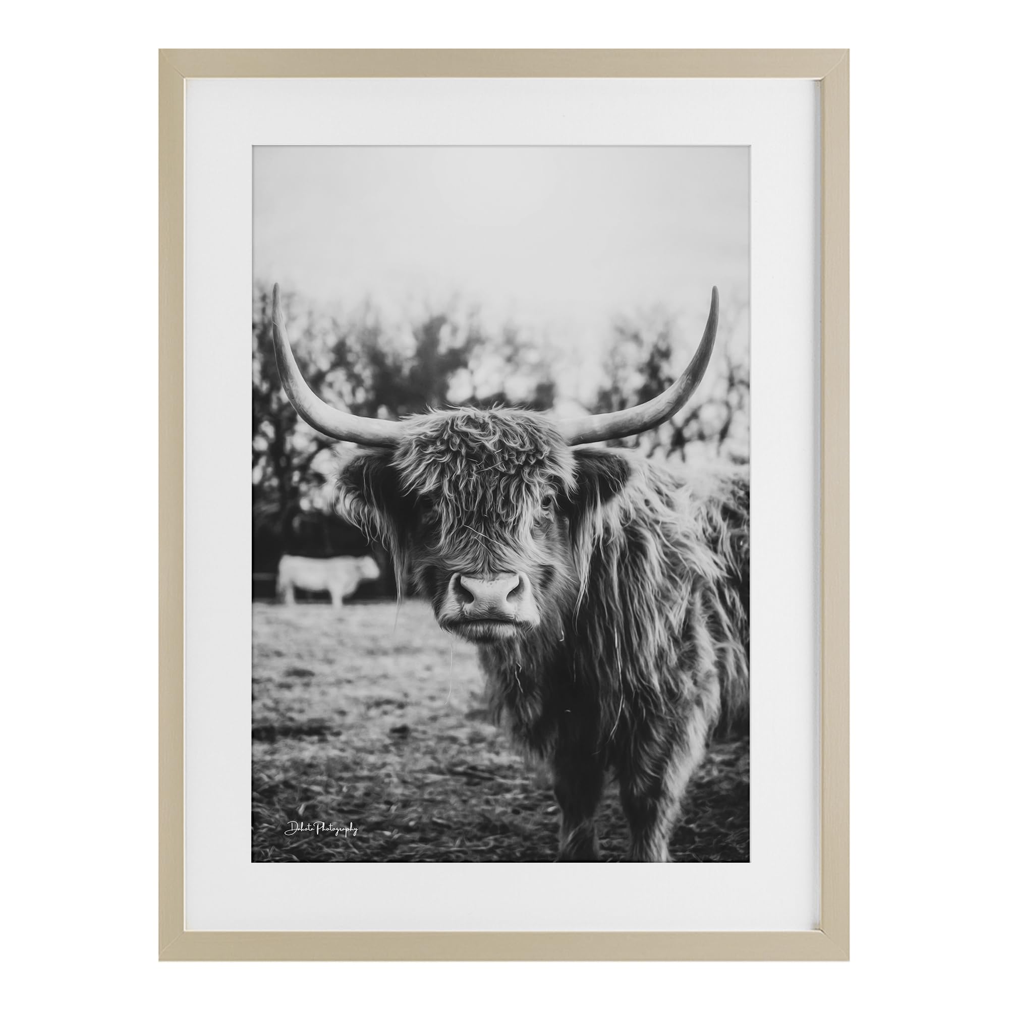 Stupell Industries 'Peering Highland Cattle', Framed Print Under Glass, Brown, 14 x 20 Inches, Easy to Hang and Sturdy, Made in USA, by Dakota Diener