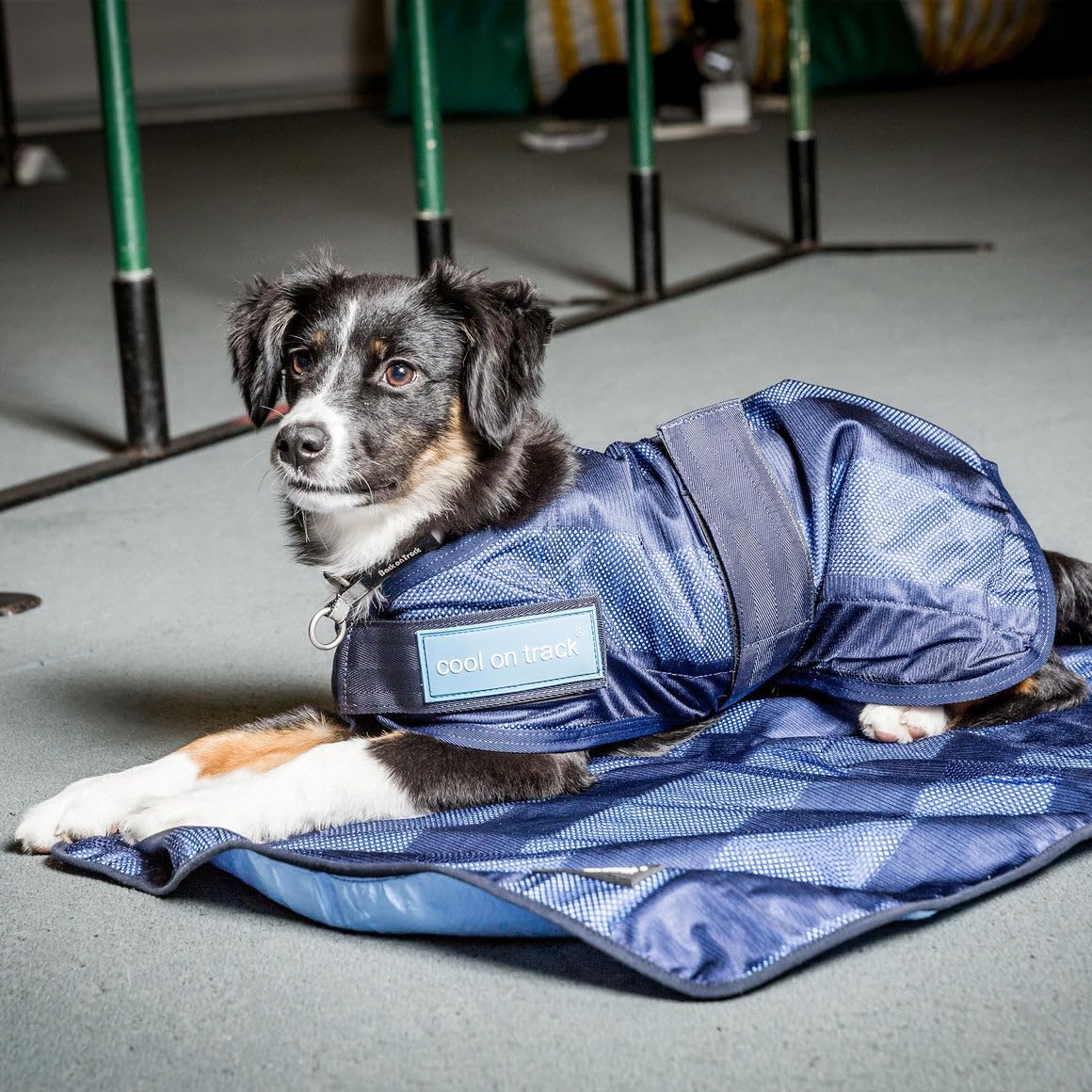 DOG Copenhagen Back-on-Track - Cappotto rinfrescante anti raggi UV, per cani, 60 cm, colore: Blu