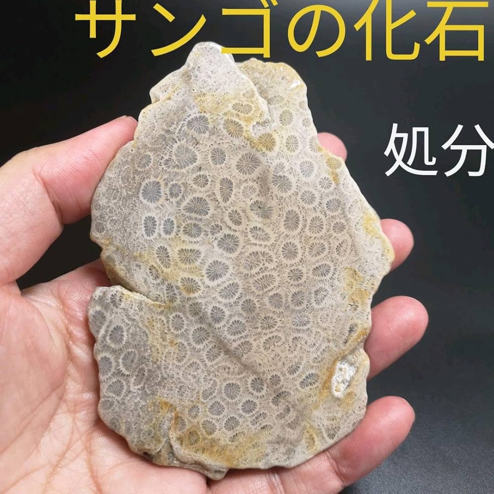 鑑賞石】 珊瑚 サンゴ 化石 Fossil Coral Reef 鑑賞石】 珊瑚 サンゴ