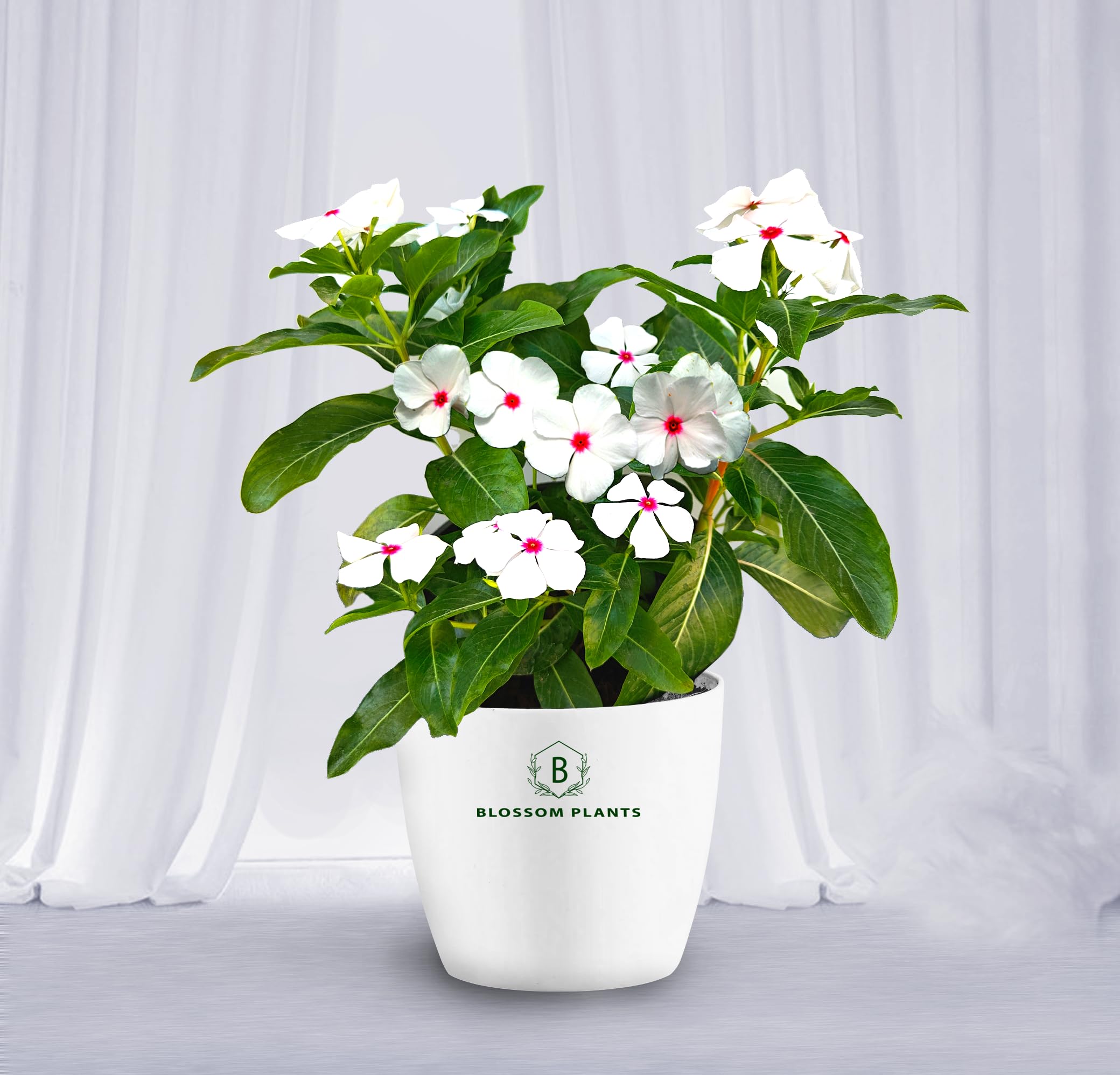 BLOSSOM Plants white red vinca Live plant with white Pot, Best for Home, Office & Garden. (B0CQTMVF3D) Amazon Price History, Amazon Price Tracker