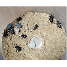 Desert Beetle Variety Pack 20 Beetles 4-Blue Death Feigning Beetles, 4-Smooth Dth Feigning, 4-Rough DFB, 4-Ant Head DFB & 4 Armored Stink Beetles - Unique personalities!