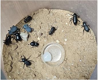 Desert Beetle Variety Pack 10 Beetles 2-Blue Death Feigning Beetles, 2-Smooth Dth Feigning, 2-Rough DFB, 2-Ant Head DFB & 2 Armored Stink Beetles - Unique personalities!