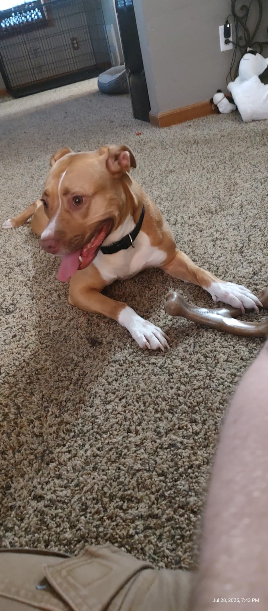 Benebone Wishbone Durable Dog Chew Toy for Aggressive Chewers, Real Bacon, Made in USA, Medium photo review