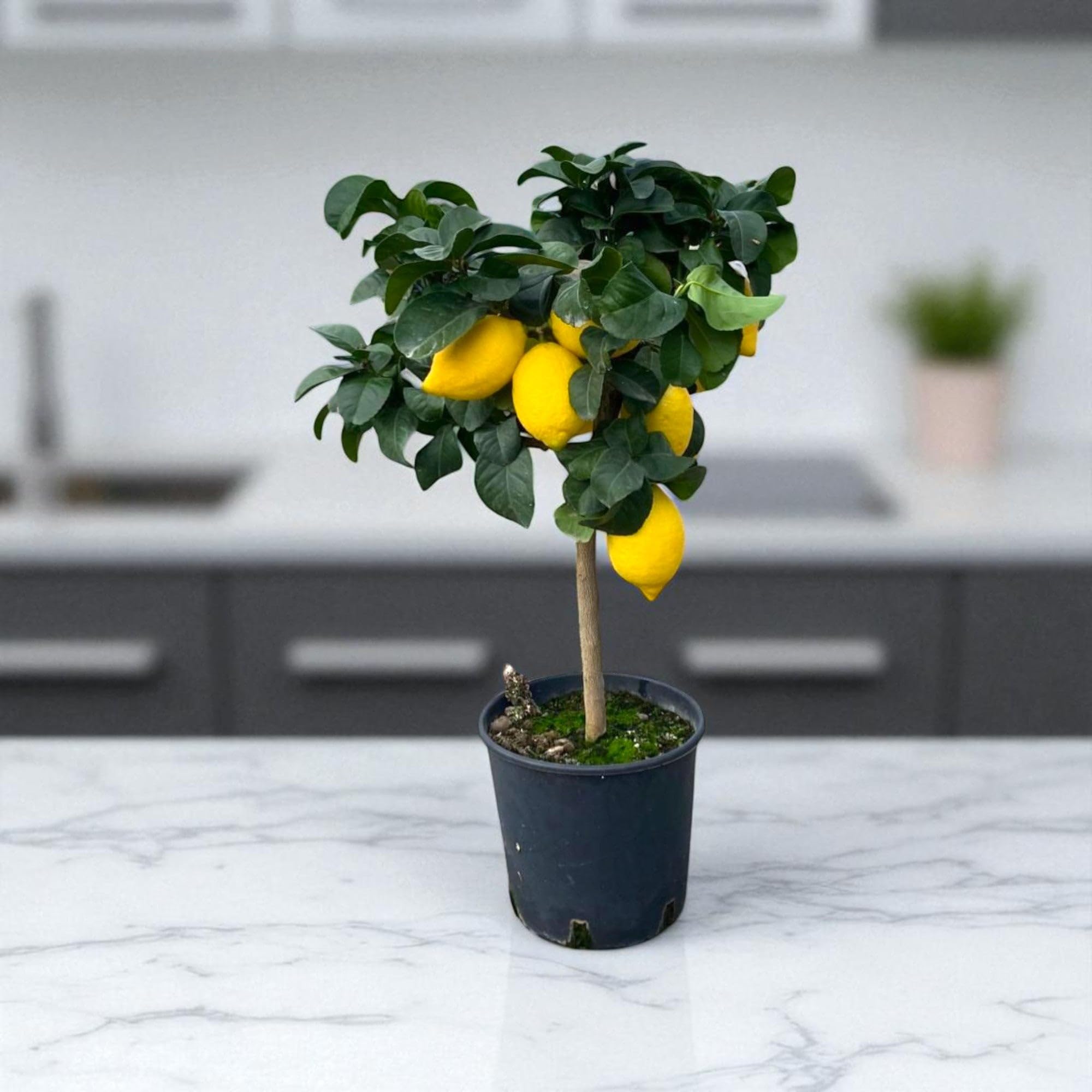 Limone Femminello Citrus limon 'Femminello' - Pianta di Agrume da Frutto in Vaso, Altezza 65/70 cm, per Terrazzo, Balcone e Giardino Mediterraneo