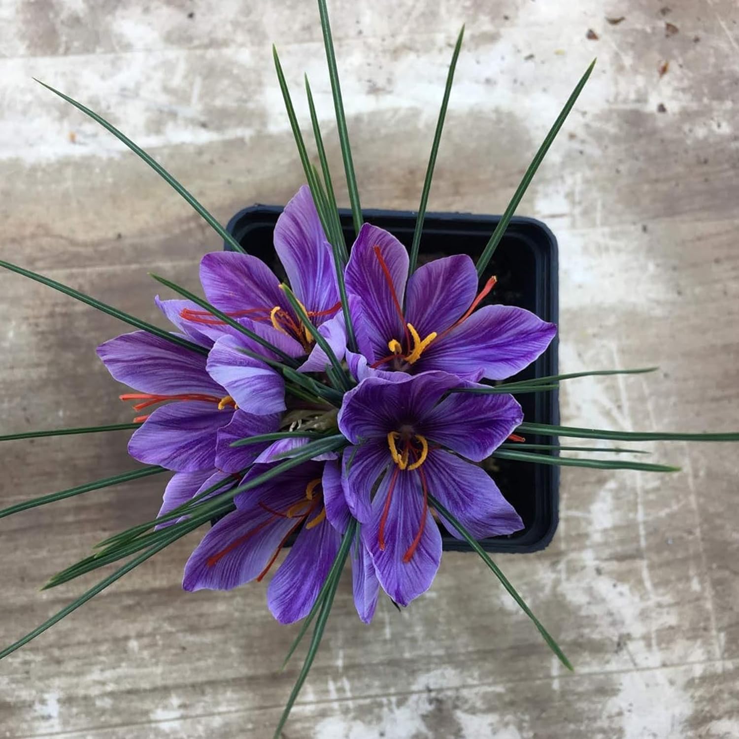 50 Bulbi di CROCO DA ZAFFERANO (Crocus sativus) circonferenza 10/+ cm DISPONIBILITA' IMMEDIATA
