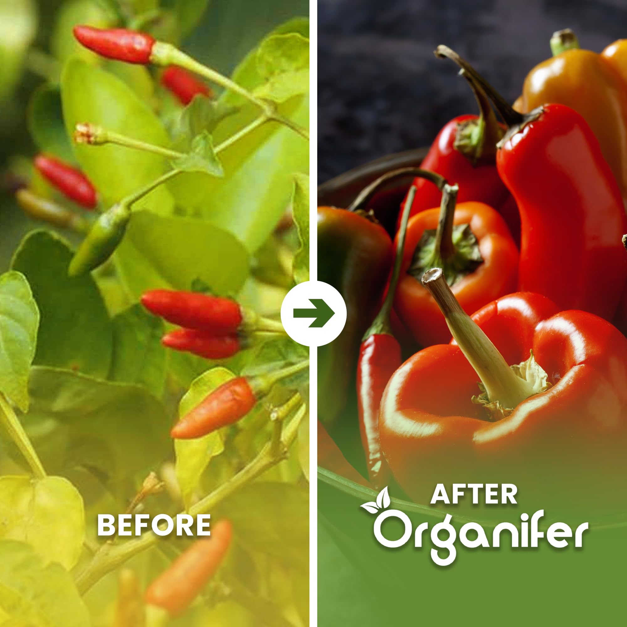 Paquetes De Semillas De Pimiento Y Pimentón | Semillas Para El Jardín - Semillas De Pimiento - Semillas De Jalapeño - Semillas De Hortalizas - 14 Variedades - Organifer