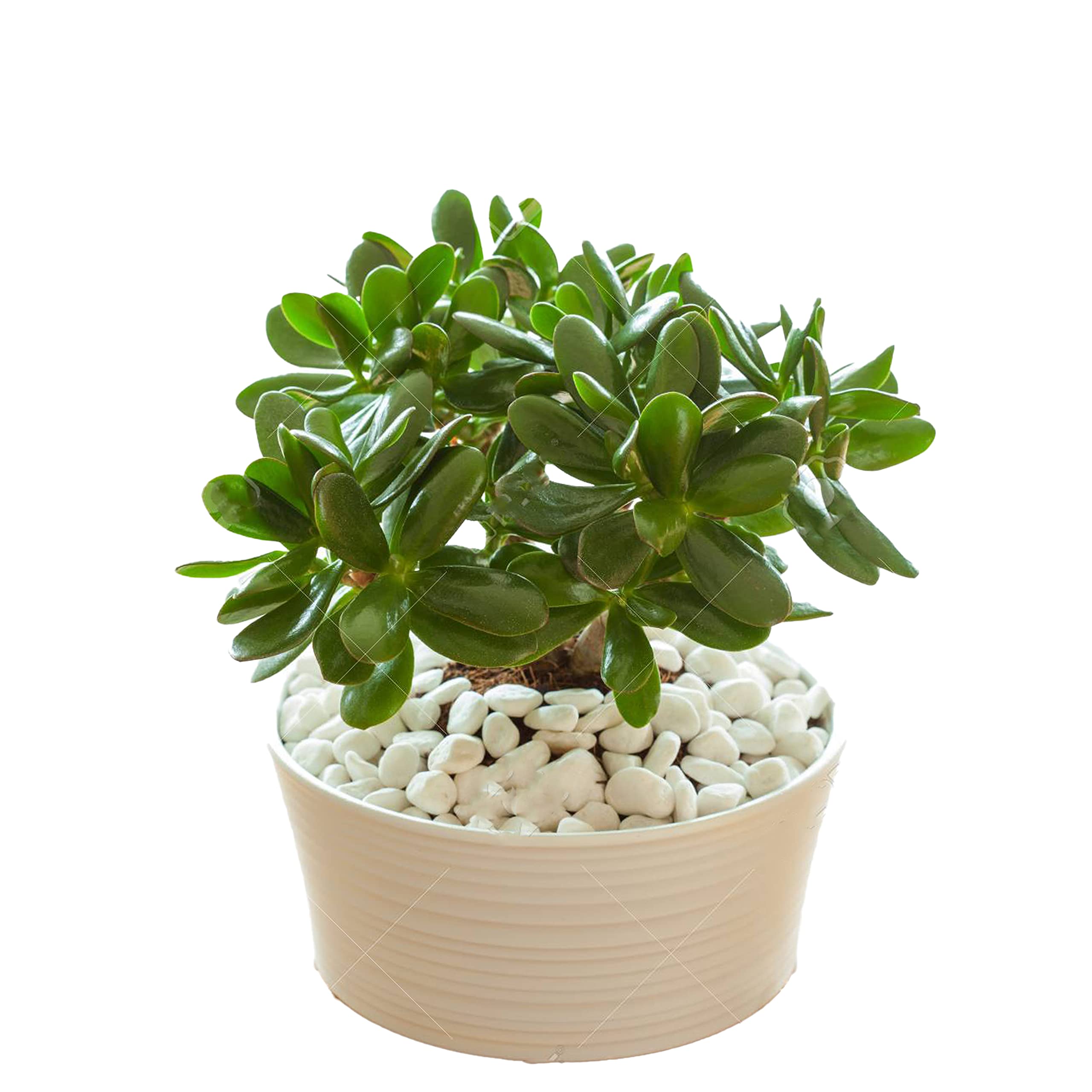 See full amazon price history chart for Go4plants Good Luck Crassula Ovata Jade indoor Plant with black plastic pot Decorative Items For Home, Gift, Living Room, Bedroom, Office plant Go4plants Good Luck Crassula Ovata Jade indoor Plant with black plastic pot Decorative Items For Home, Gift, Living Room, Bedroom, Office plant (B0B2DY1CVL) Amazon Price History, Amazon Price Tracker