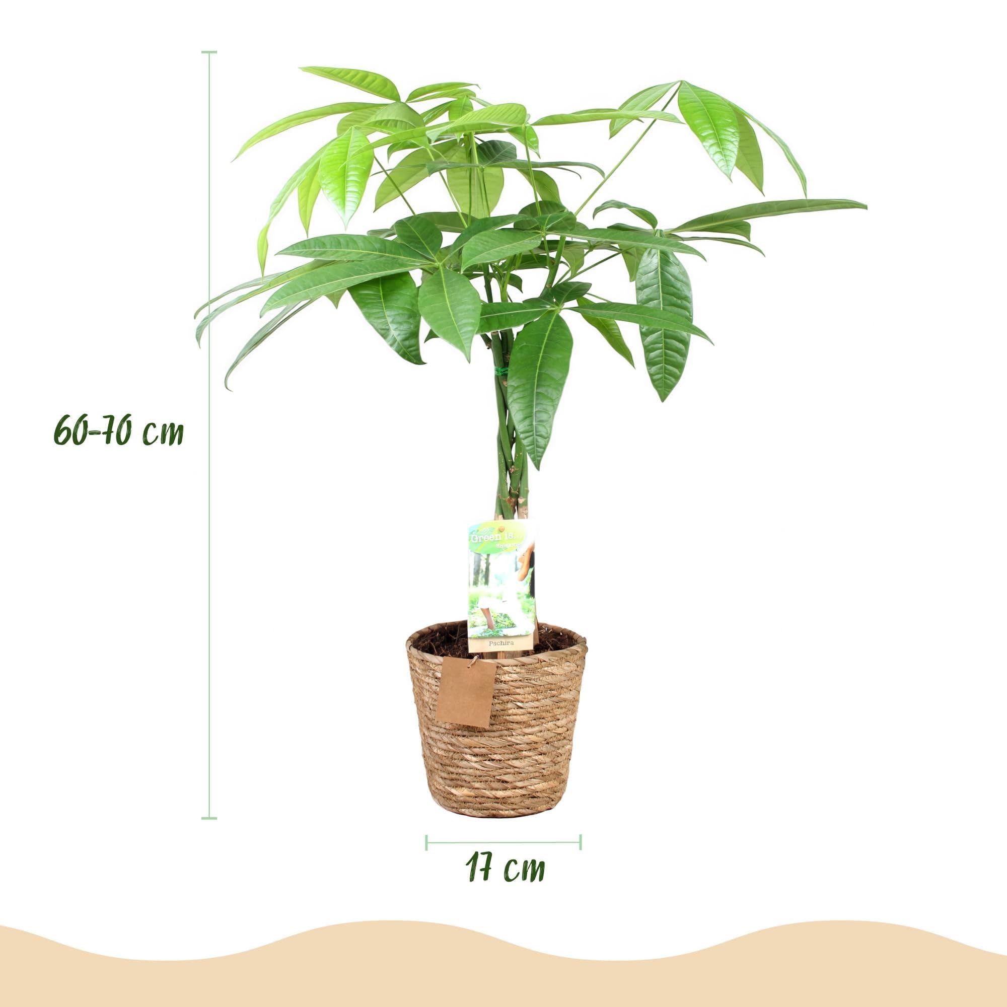 Pachira Aquatica tige tressée Arbre à monnaie Plante d'intérieur Pot 17cm 60-70cm Vert