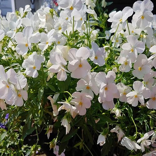 Outsidepride Semillas de pensamiento de viola blanca cristalina para plantar, 2000 piezas. Flores bienales, resistentes al frío y aptas para
