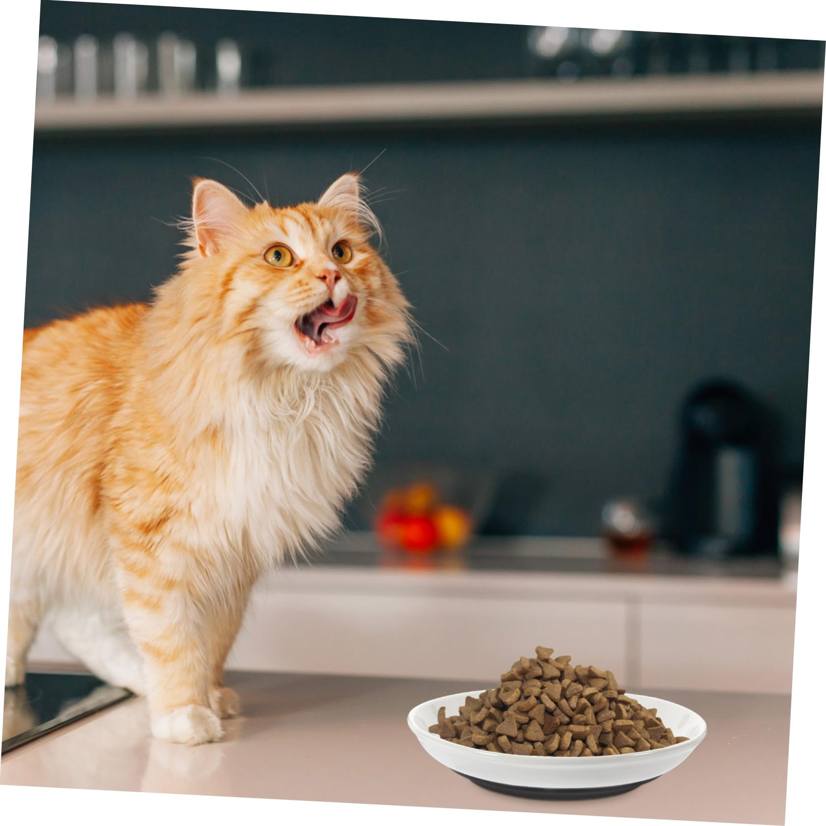 Flache Breite Katzenfutternäpfe aus Keramik für Kleine Katzen