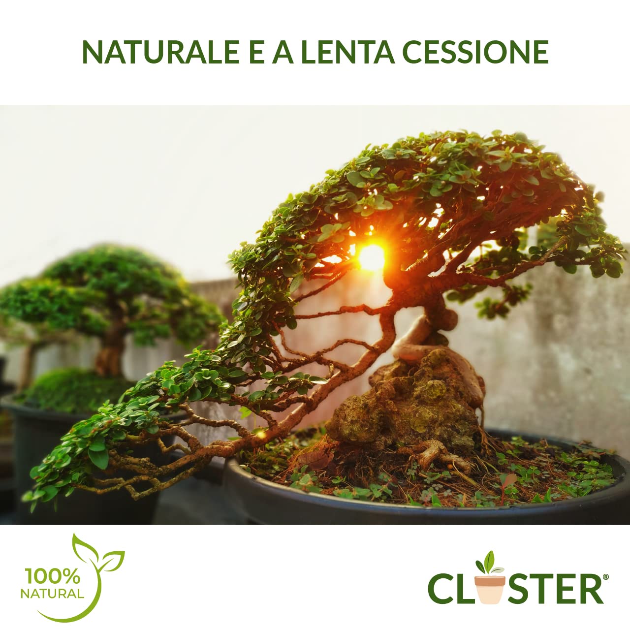 Bonsai Love 200 GR - Fertilizante Granulado de Liberación Lenta para Bonsáis - Fertilizante Natural Orgánico con Nitrógeno, Fósforo y Potasio - Para Bonsáis de Interior y Exterior