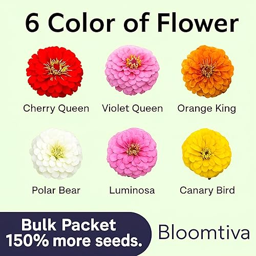 Miniatura 5 de Dahlia - Semillas de zinnia a granel, 1100 semillas de zinnia tradicionales para plantar al aire libre, colores mezclados y flores grandes para
