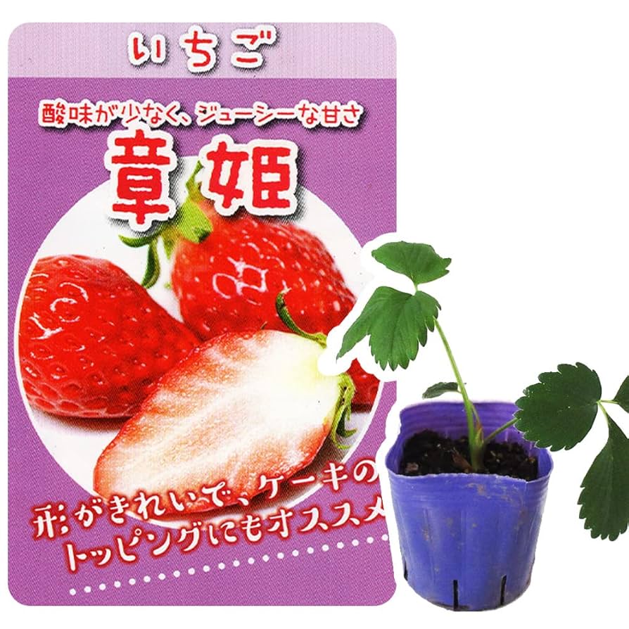 いちご苗濃姫60個セット 専用出品！ イチゴ：初姫（ういひめ）3号ポット 2株セット の通販 | 園芸ネット