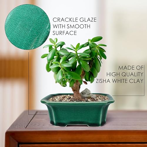Miniatura 2 de Zisha - Juego de 2 macetas de arcilla blanca para bonsái esmaltadas poco profundas, color verde