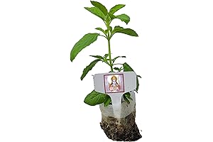Real Live Rama Tulsi for Puja, Fragrant, and Fresh