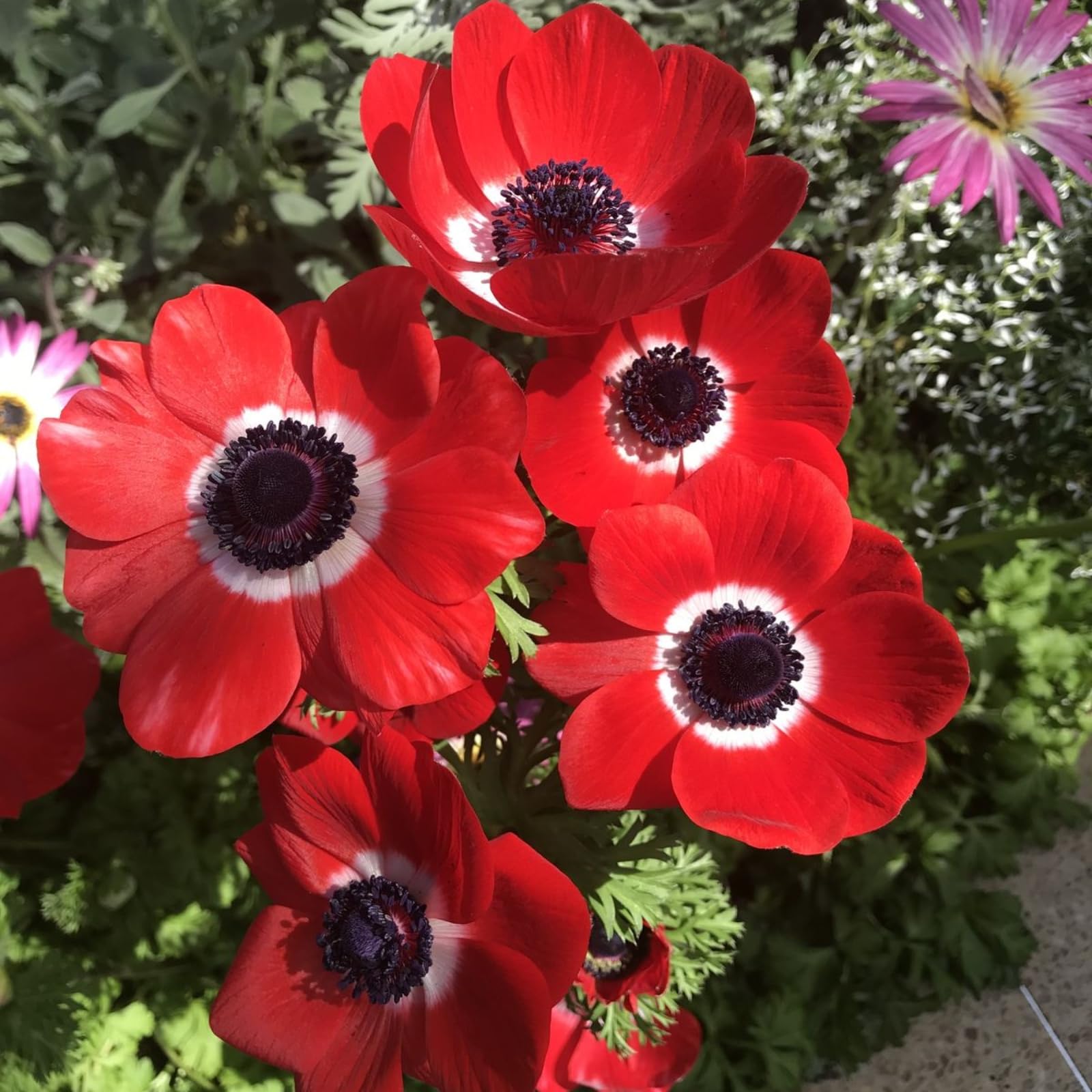 Anemone Windröschen, Für Beete und Terrasse zarte Blüten mit dunklen Blütenzentren-10zwiebeln-b