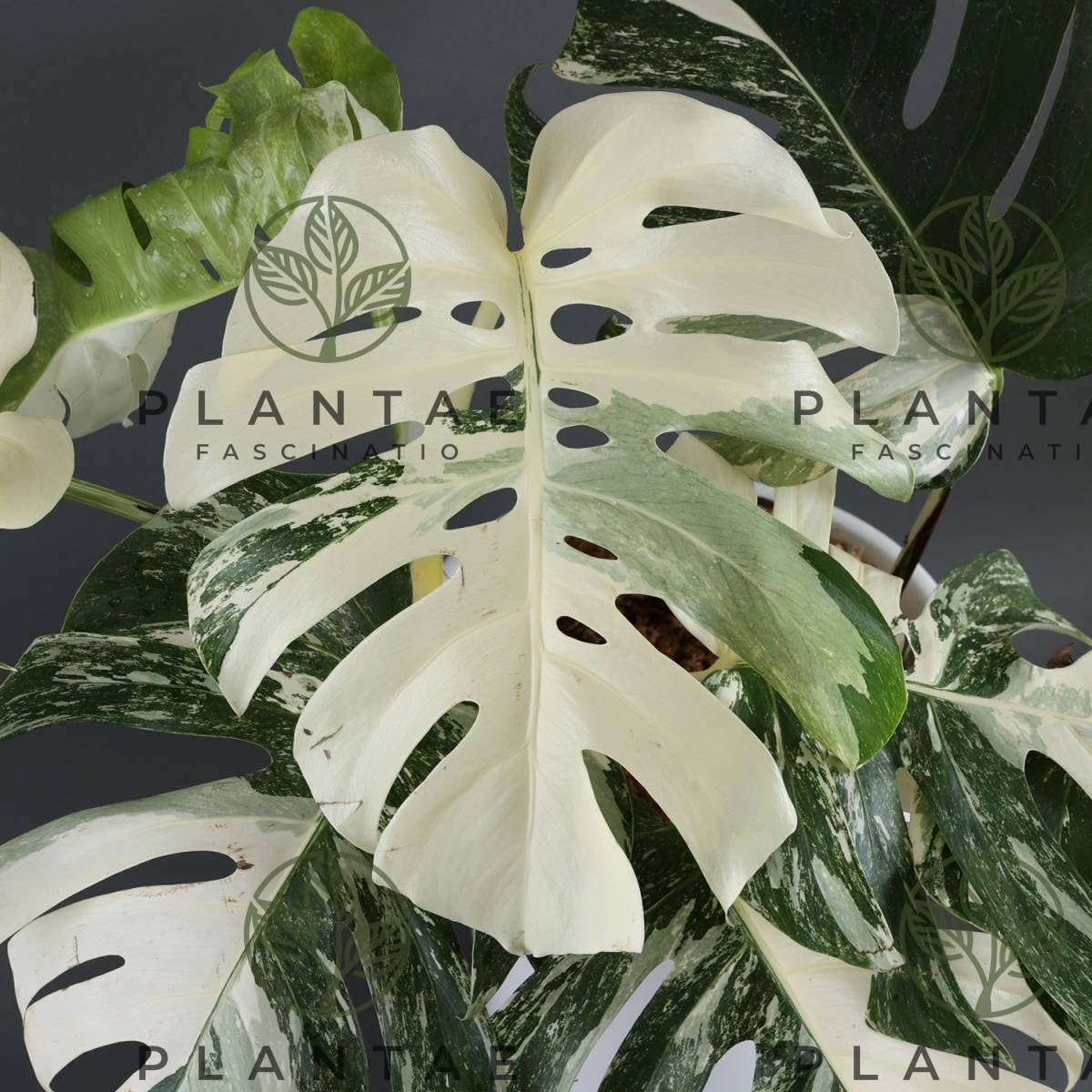 monstera stick Monstera Plant Delivery Miami main image 1