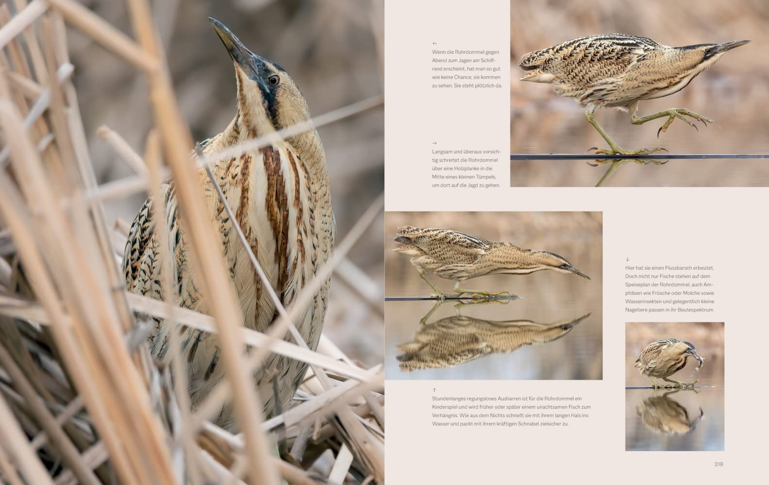 Die magische Welt unserer Vögel: Die heimische Vogelwelt ganz neu entdecken und schützen (BLV Vögel)