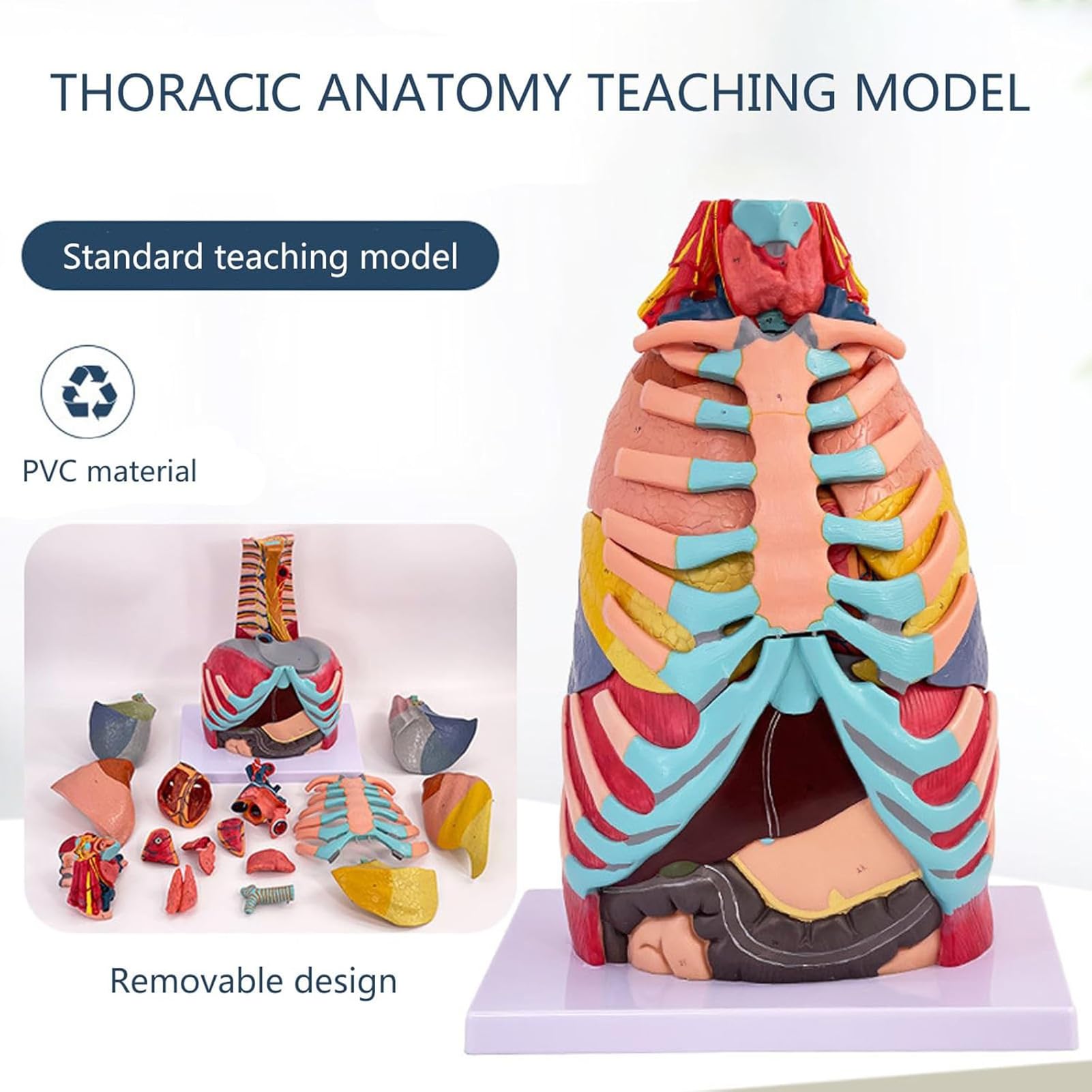 Model wewnętrznych narządów ludzkich - model anatomiczny w rzeczywistej wielkości klatki piersiowej, z odczepianym sercem, wątrobą i płucami, materiał PVC - do nauki lub nauczania