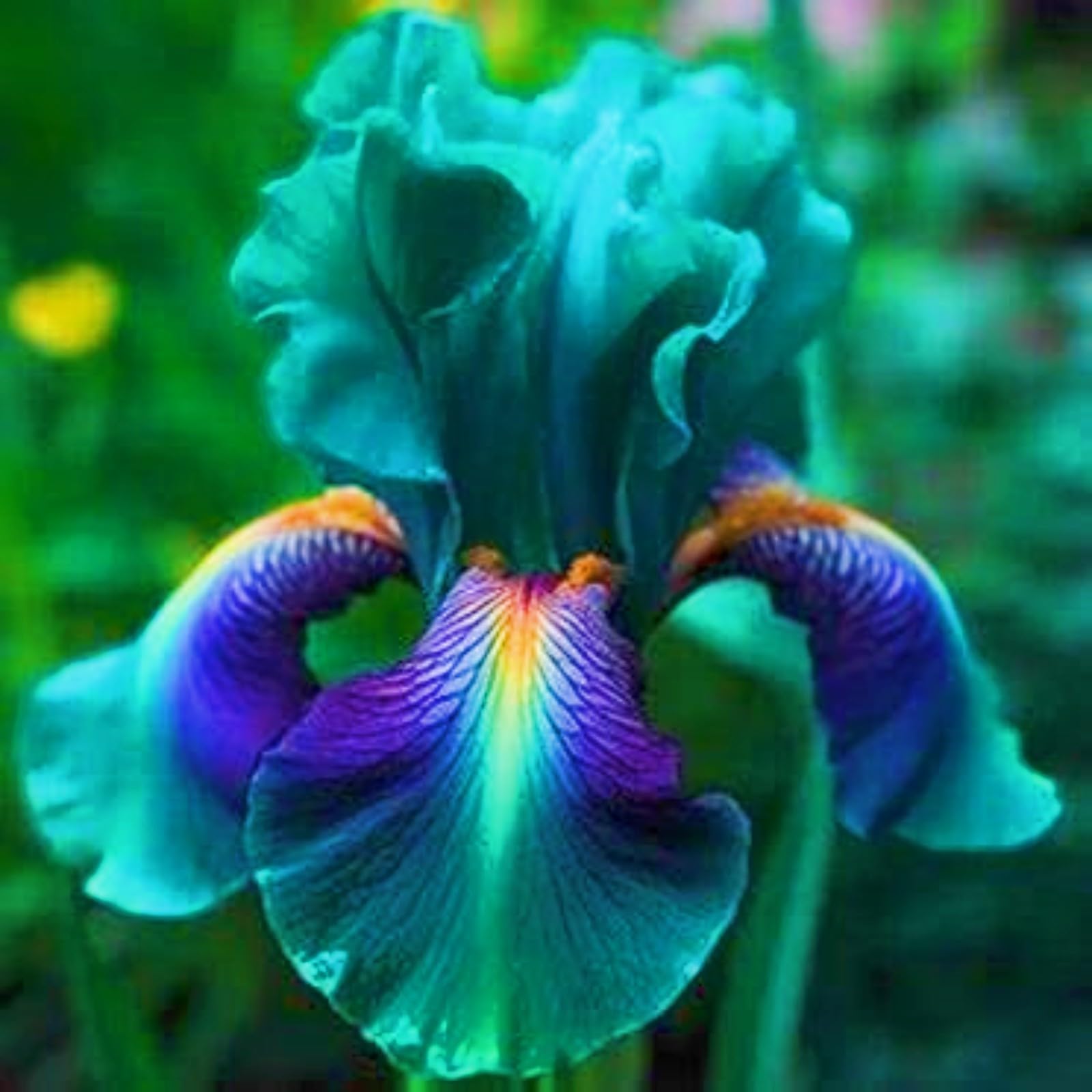 Rapid Growth iris Bulbs UK Hardy Perennial,Wedding Flowers,Garden Flowers,Plant Bulbs-6bulbs-h — image 1