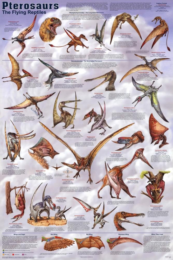 Amazon.com: Pterosaurs Deluxe Laminated Poster : Toys & Games