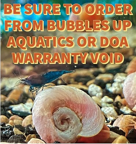 Ramshorn - Caracoles - Rosa - Leopardo - Oro - Colores mezclados - Vive 10+ para estanques de agua dulce acuarios - Criado y criado por Bubbles Up