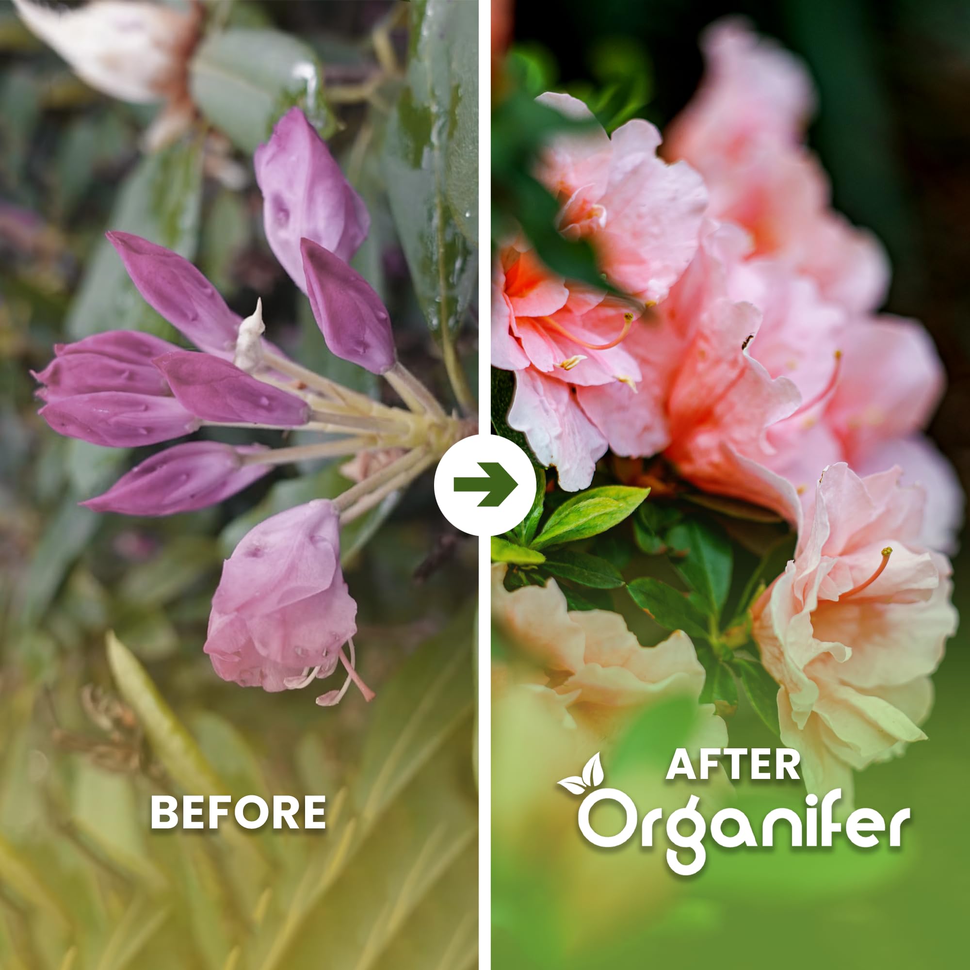 Fertilizante Líquido Para Azalea - 10L - NPK 3-4-3 | Fertilizante Para Floración Abundante Y Hojas Sanas - Favorece Vitalidad Y Raíces Fuertes - Organifer